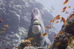 hammerhead (or bumphead) parrotfish caught by surprise...... by Enzo Quarenghi 
